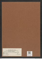 Actinoptychus heliopelta Grun. (de-Toni-Nr.: Genus 227, Species 5538) Zeichnungen Sammlung Grunow Mappe 05304 (Herbarium_W_Grunow_drawings_Folder_05304)